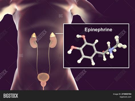 What Is Epinephrine Adrenaline