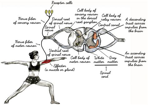 Your Brain on Yoga. Part II: Proprioception — Shut Up & Yoga