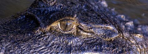 Best places to see Orinoco crocodiles - WildSide - the World Wild Web