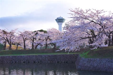 Southern Hokkaido Cherry Blossom Day Trip from Sapporo, Japan