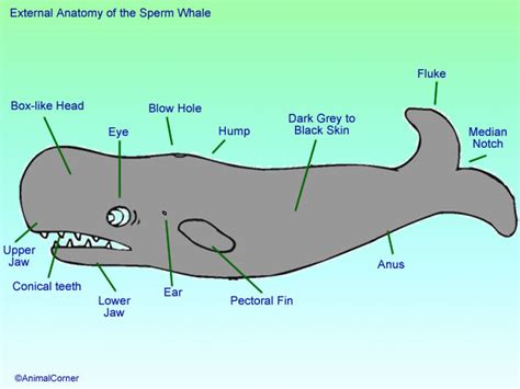 Sperm Whale Anatomy Diagram