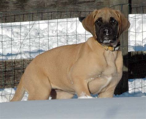 Deepwood Acres American Mastiffs, American Mastiff Puppies For Sale ...