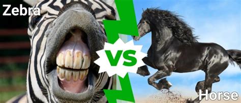 Zebra vs Horse: What Are the Differences? - IMP WORLD