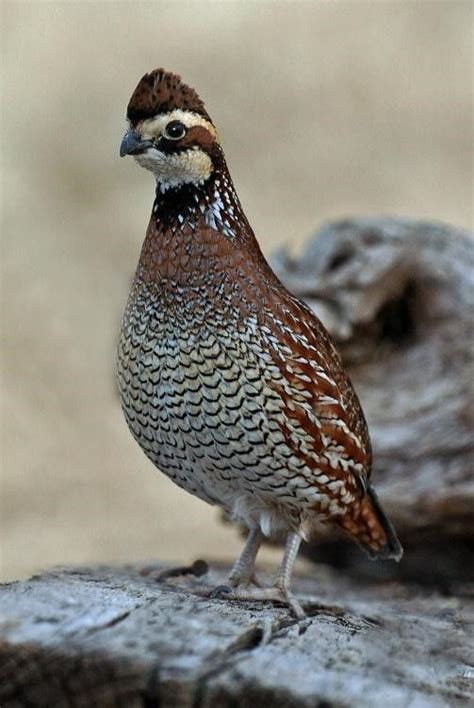 How Much Space Does a Quail Need? | Texas A&M NRI in 2023 | Pet birds, Wildlife society, Pet ...