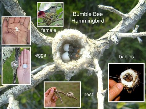 Bumble Bee Hummingbird Female, nest, eggs & babies. The tiny nest is constructed 3 to 5 m above ...