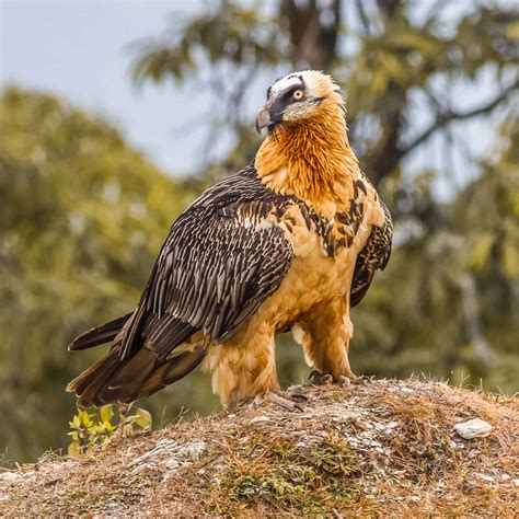 How is climate change affecting Bearded Vulture ranges? - British Ornithologists' Union