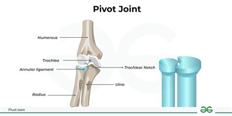 Pivot Joints -Definition, Diagram, & its Examples - GeeksforGeeks