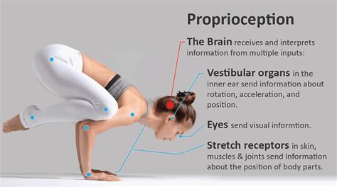 Proprioception: Additional Information