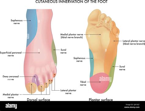 Dermatomes Foot