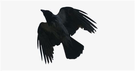 Blackbird - Vrana - 421x389 PNG Download - PNGkit