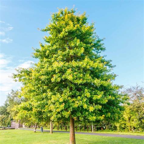 10 Fast-Growing Trees to Fill Out Your Landscape | Fast growing trees, Growing tree, Shade trees