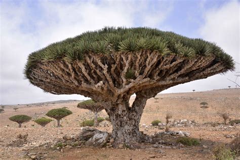 Dragons Blood Tree at Socotra Island, Yemen