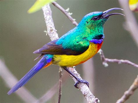 25 Beautiful Birds in Uganda to Look Out For - Sonoma Birding