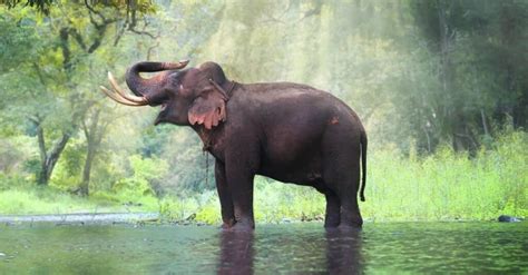 Lazy Elephant Slides Down a Muddy Hill On Its Knees After Heavy Raining ...