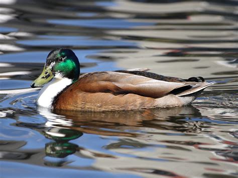 Male Hybrid Mallard Duck Photograph by Lynne Dymond