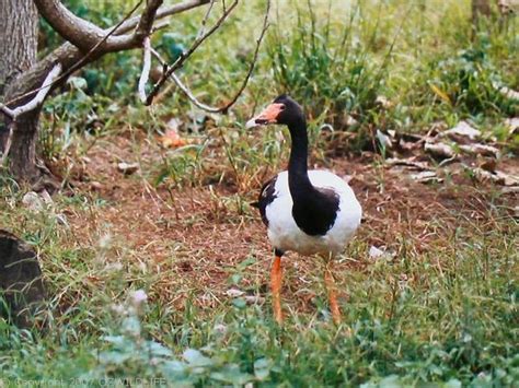 Magpie Goose (Anseranas semipalmata)