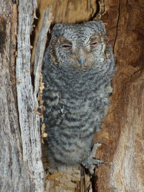 14 Types of Owls in Texas (Species Guide + Pictures) - Birdwatching Tips