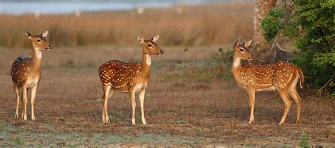 Wilpattu National Park | North-West Coast activities | Red Dot Tours