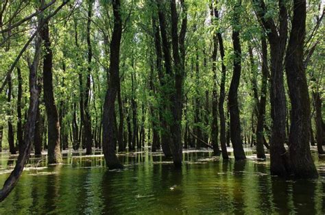 Stiri Directe - Descoperirea biodiversității plantelor din Delta Dunării: Ghid complet de plante ...