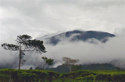 13 Fakta Menarik Taman Nasional Gunung Gede Pangrango, Cagar Alam ...