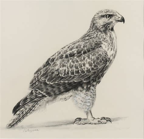 Red Tailed Hawk by Earleywine on DeviantArt | Bird artwork, Drawings, Red tailed hawk