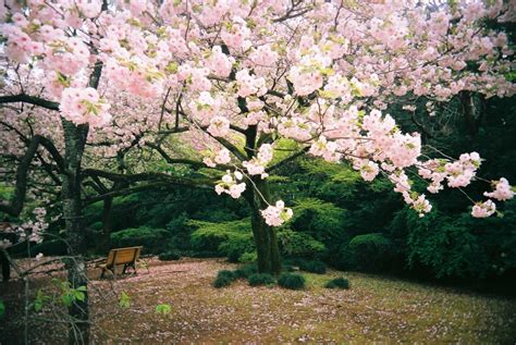 Gambar Keindahan Bunga Sakura di Jepang ~Taman-taman indah terkenal ...