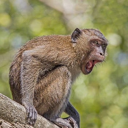 Crab-eating macaque - Wikipedia