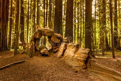 Dead Sequoia Tree Forming A Tunnel In The Redwood Forest National Park ...