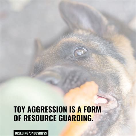 Toy Aggression In Dogs – Signs, Causes, Prevention, Training & Solutions