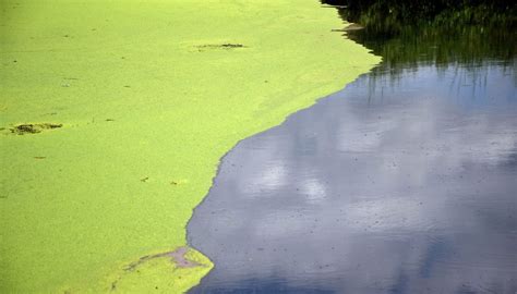 How Do Algae Reproduce? | Sciencing