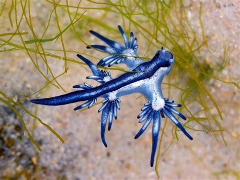 9 Cool Blue Sea Dragon Facts (Glaucus atlanticus) - Fact Animal