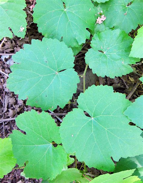 Pickled Grape Leaves - How to Preserve Grape Leaves | Hank Shaw