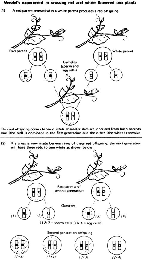 [DIAGRAM] Natural Selection Diagram Answers - MYDIAGRAM.ONLINE