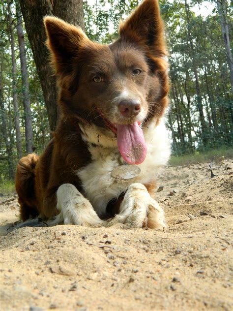 Rosie - Chocolate border collie | Lilly c: | Flickr