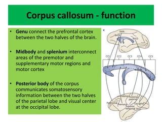 Splenium Function