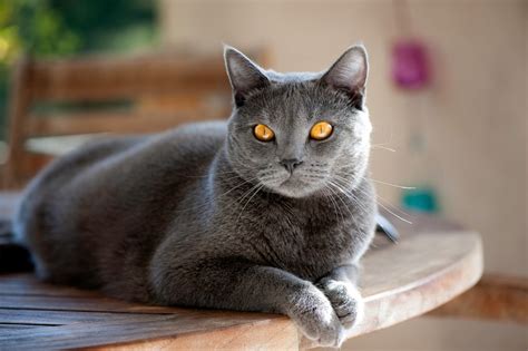 Chartreux Cat Breed Information & Characteristics