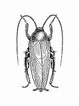 Cockroach Coloring Pages  SeaColoring sketch template
