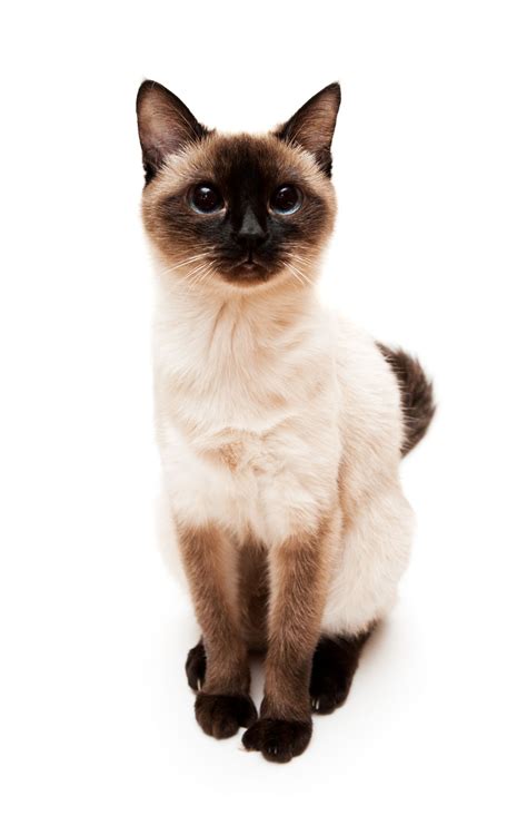 Check Out the Distinct Personality of the Snowshoe Siamese Cat - Cat Appy