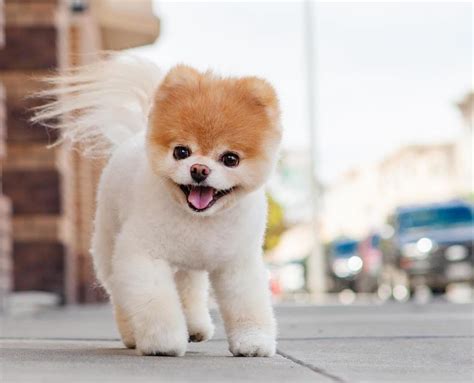 8 Cutest and Most Hilarious Dog Haircuts for Your Inspiration