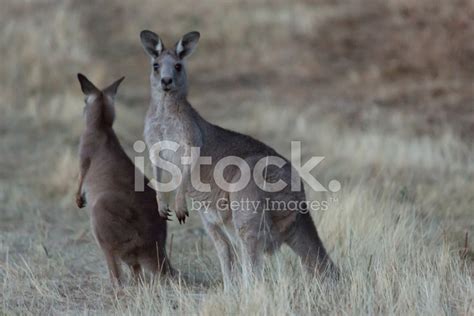 Eastern Grey Kangaroos Stock Photo | Royalty-Free | FreeImages