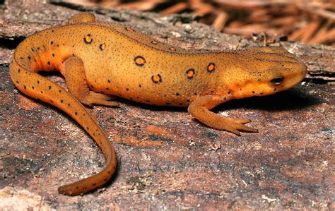 Adirondack Salamanders: The Red-Spotted Newt - - The Adirondack Almanack