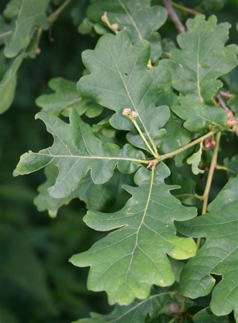 Quercus robur (Common Oak, English Oak, European Oak, French Oak ...