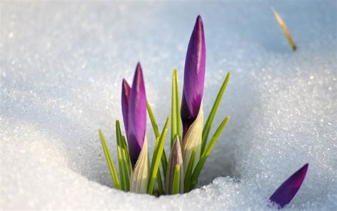 Purple Crocus Wallpapers - Wallpaper Cave