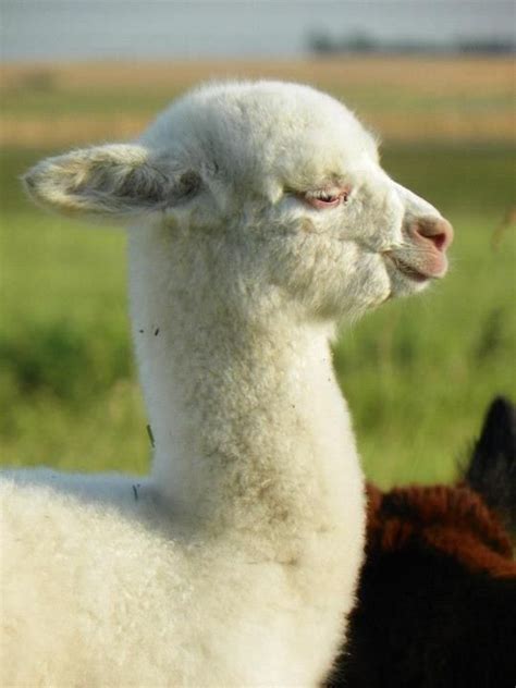 Cria, baby alpaca | Cute alpaca, Animals, Furry friend