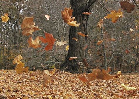 Blustery Fall Day | Wind, Autumn leaves, Blowin' in the wind