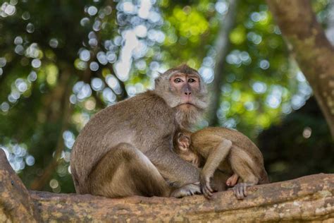 Khao Sok Jungle & Thailand Rainforest. Khao Sok National Park Wildlife