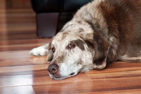 Urinary Incontinence in Senior Dogs | Canna-Pet