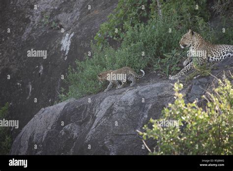 Leopard Kenya Africa savannah wild animal cat mammal Stock Photo - Alamy