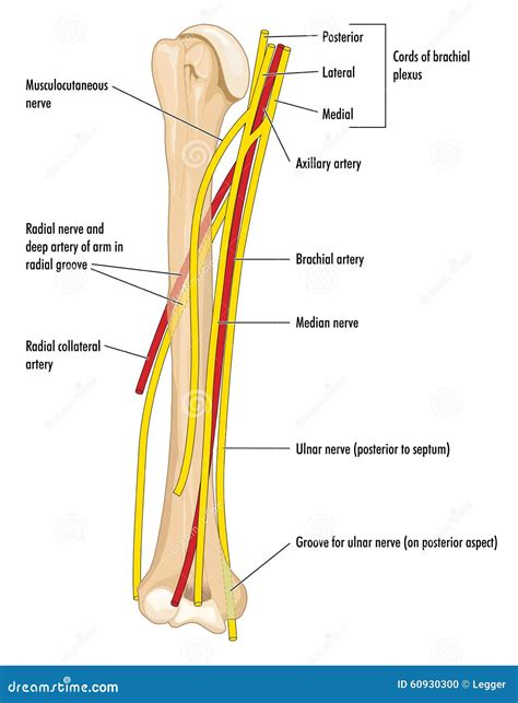 Nerves And Arteries Of The Upper Arm Stock Vector - Image: 60930300