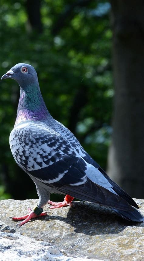 How To Pet A Wild Pigeon | PeepsBurgh.Com